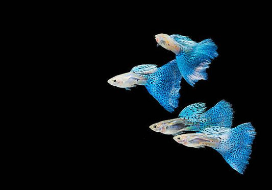 Tropicflow | 10 Signs of Happy Guppy Fish