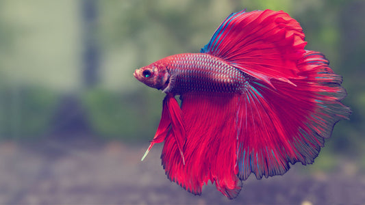 How Long Do Betta Fish Live? Understanding the Lifespan of Betta Fish