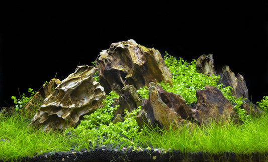 Tropicflow | How to Acclimating New Tropical Fish