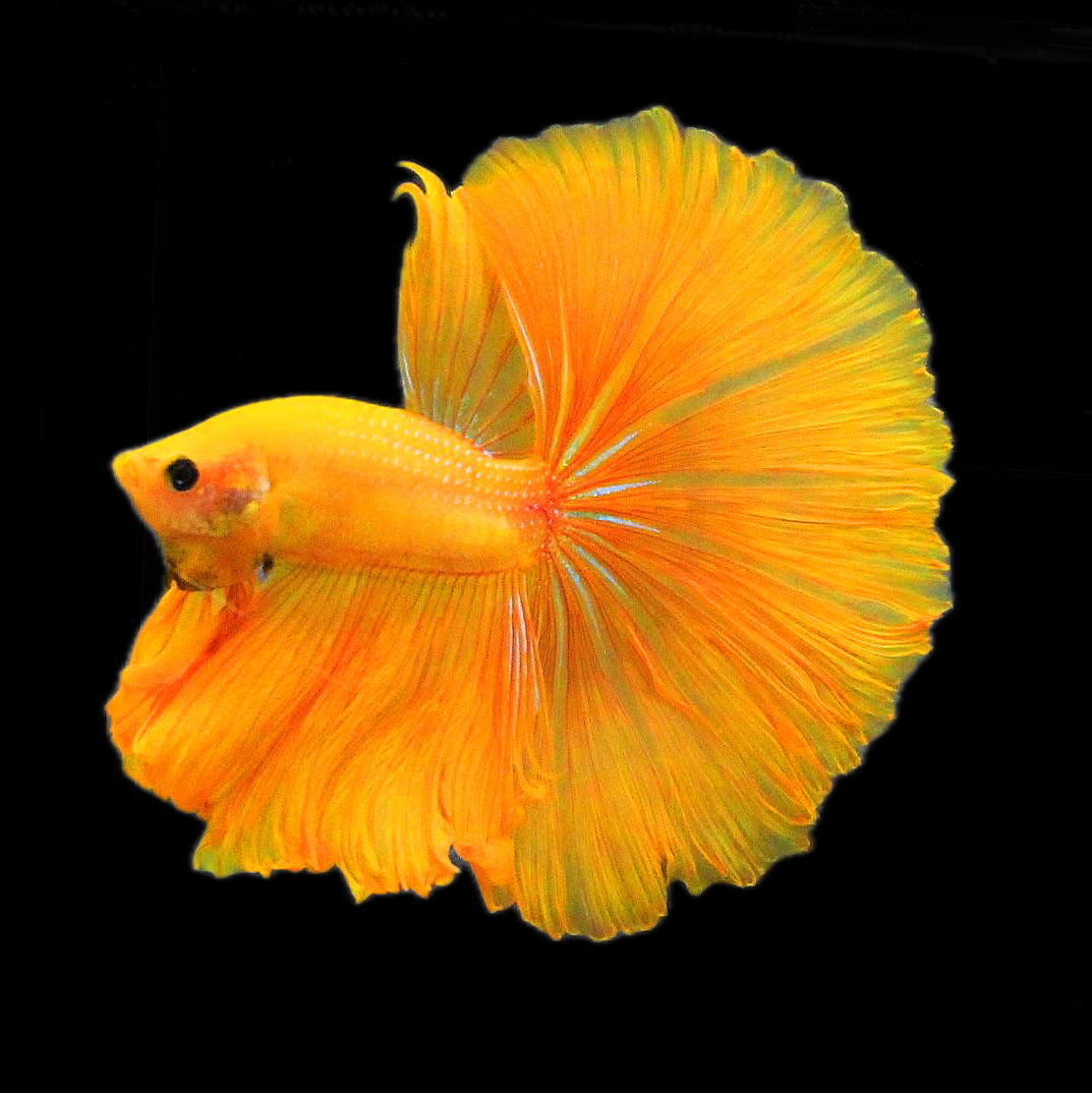 Super Yellow Halfmoon Male Betta Fish | Golden Silk