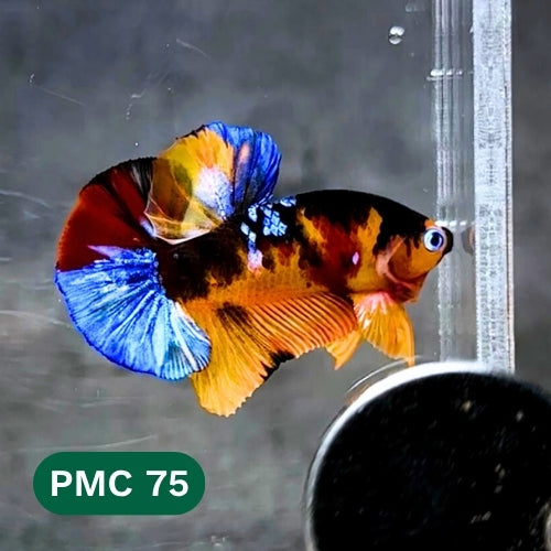 Multicolor Plakat Male Betta Fish |Show Grade| You Pick Fish