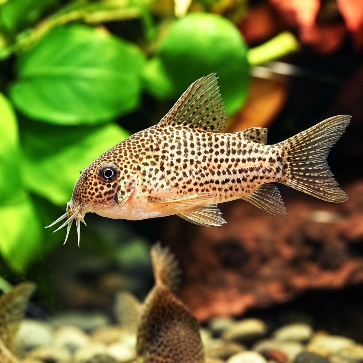 C065 Guarana Cory Catfish โ Corydoras Eversi