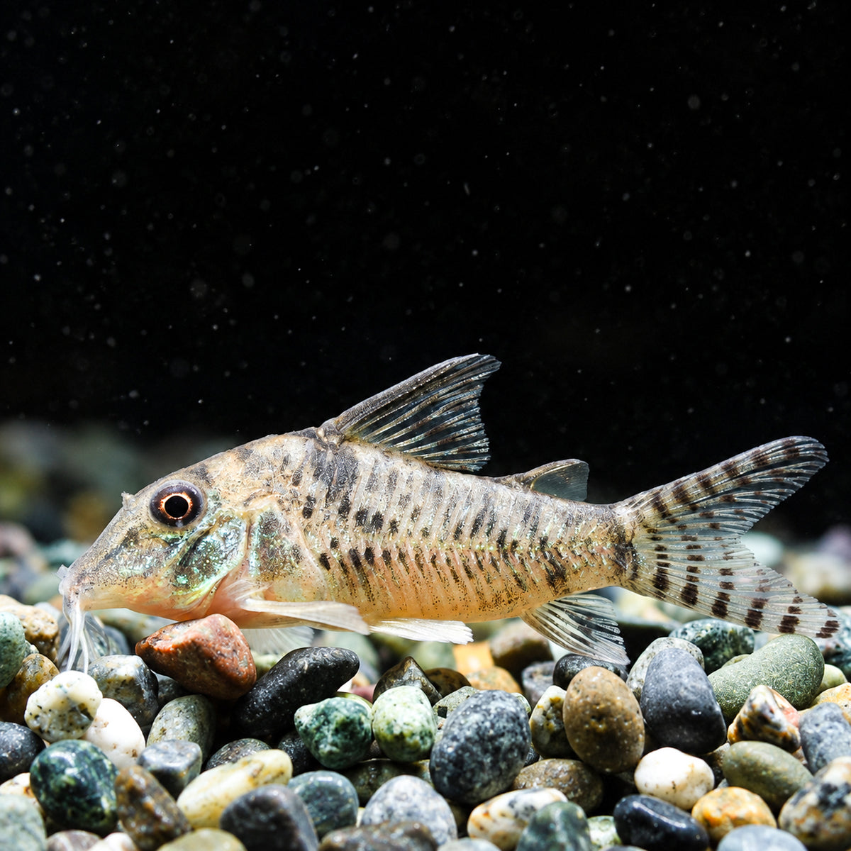 CW005 Gold-Bridled Cory Catfish – Corydoras Aurofrenatus