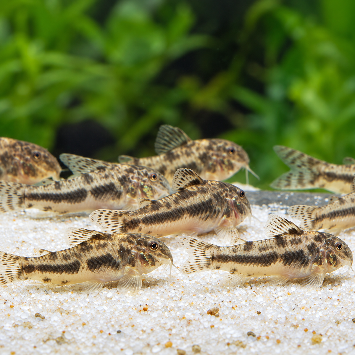 Ceara Bulldog Cory Catfish โ Aspidoras Raimundi