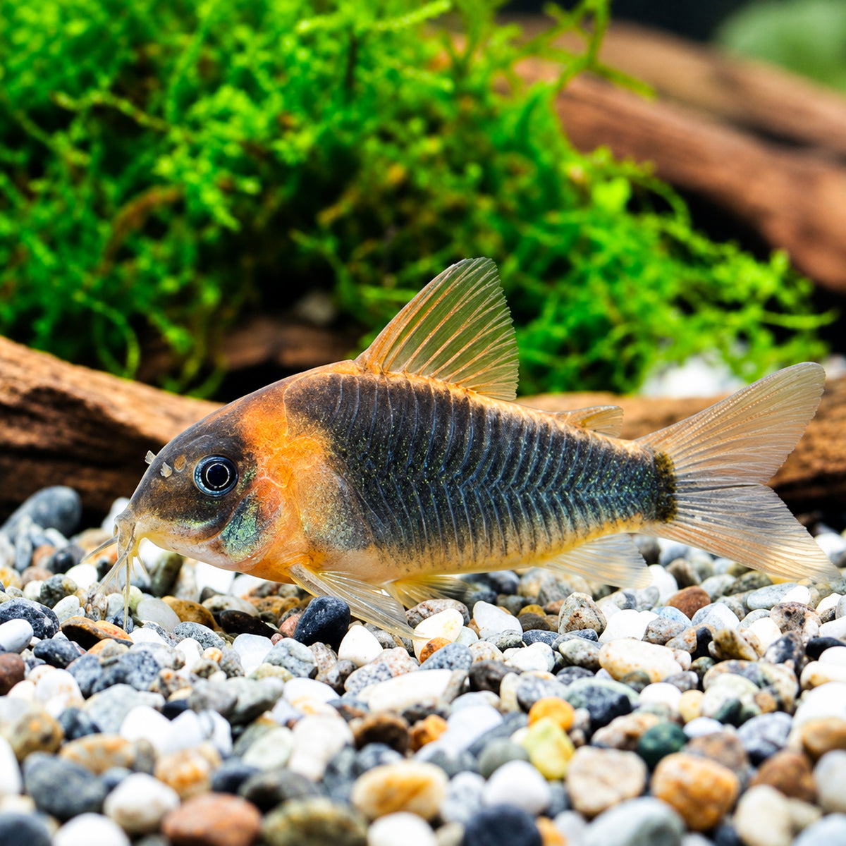 Eques Cory Catfish โ Osteogaster Eques