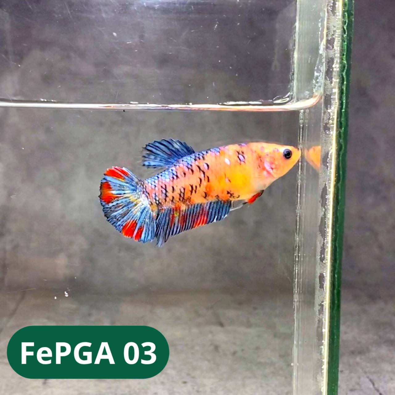Queen Giant Female Betta Fish | You Pick Fish | High Grade