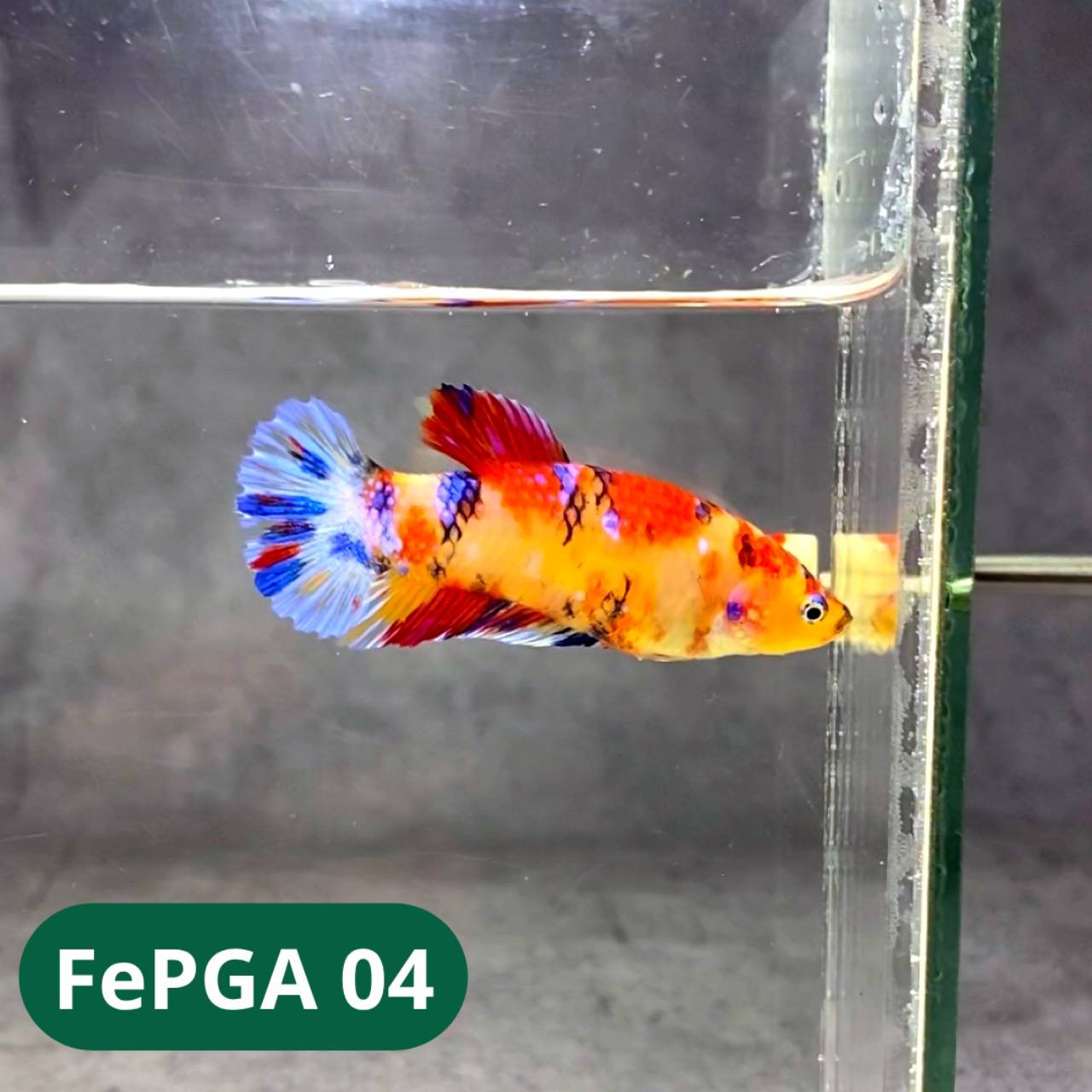 Queen Giant Female Betta Fish | You Pick Fish | High Grade
