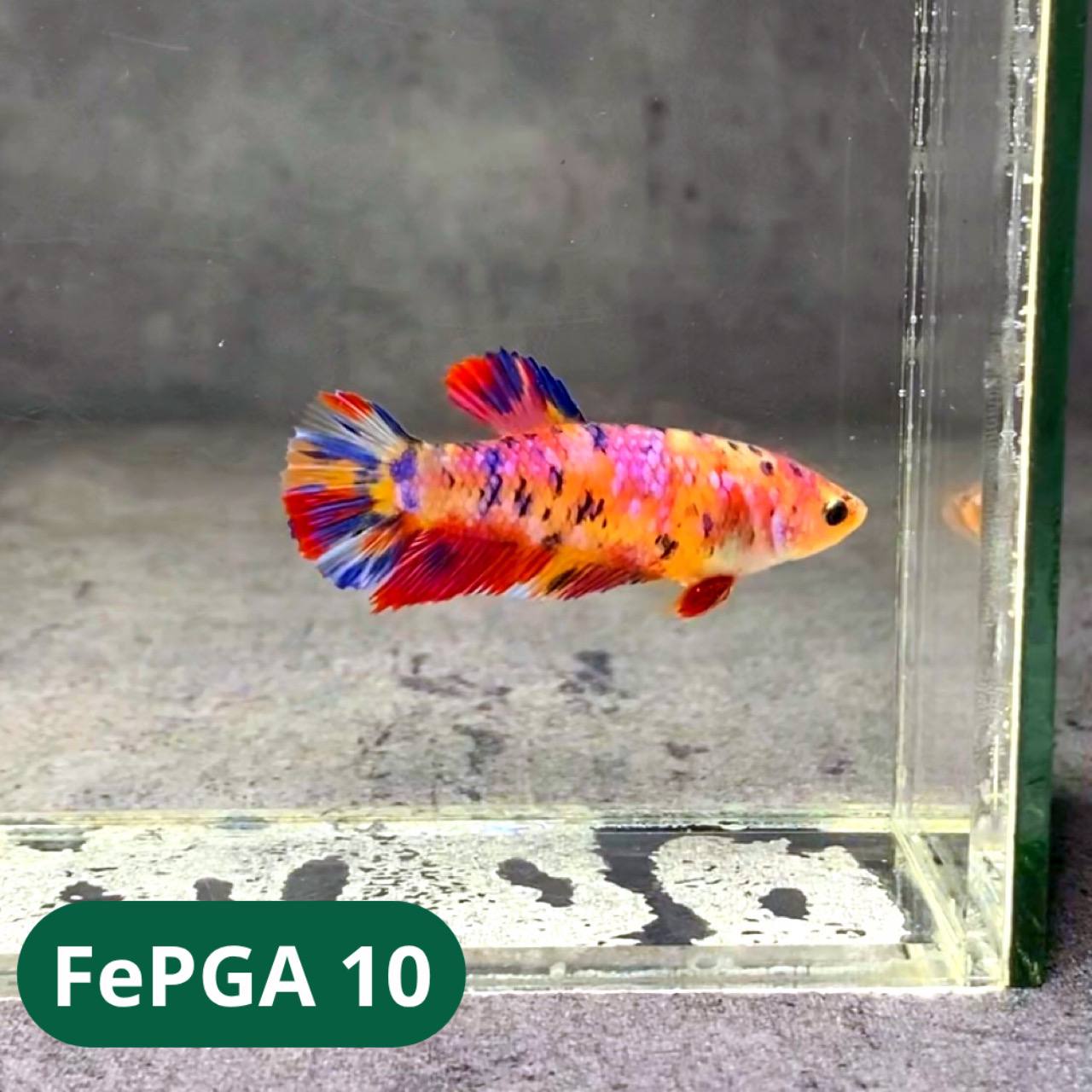 Queen Giant Female Betta Fish | You Pick Fish | High Grade