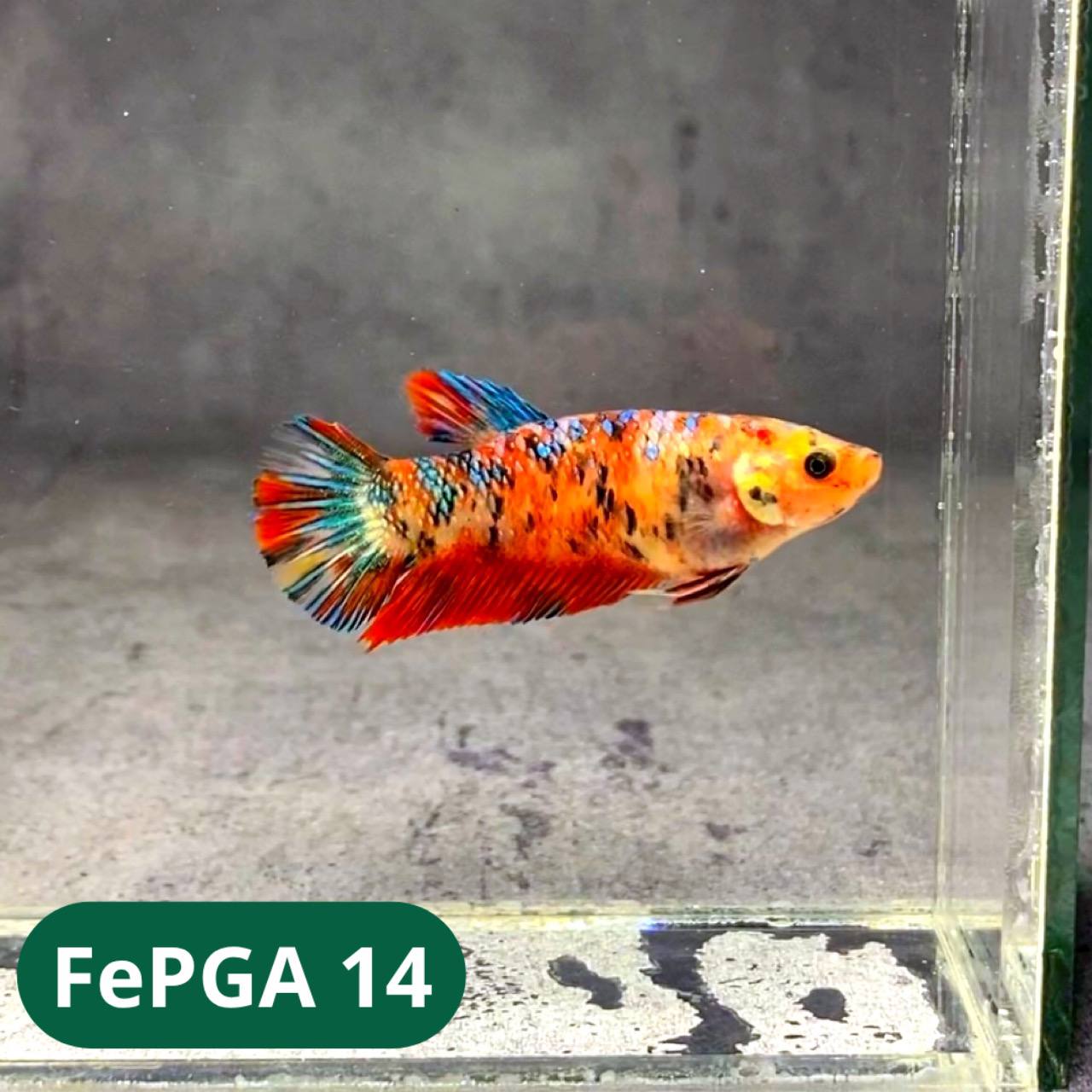 Queen Giant Female Betta Fish | You Pick Fish | High Grade