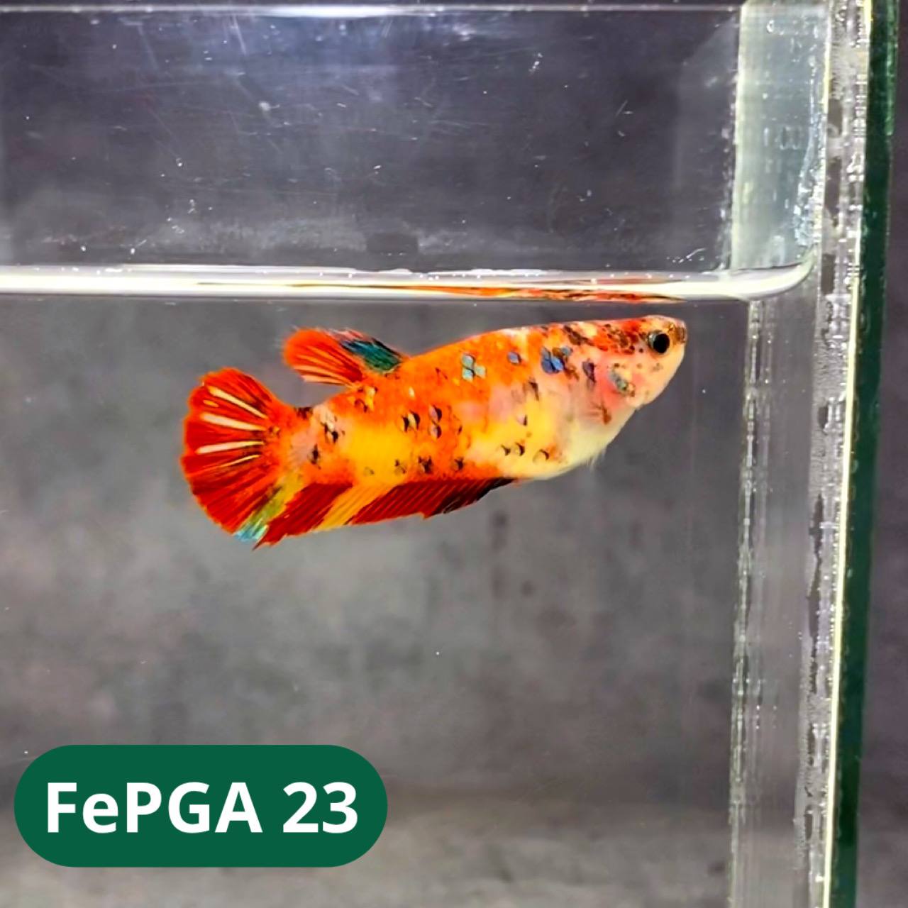 Queen Giant Female Betta Fish | You Pick Fish | High Grade