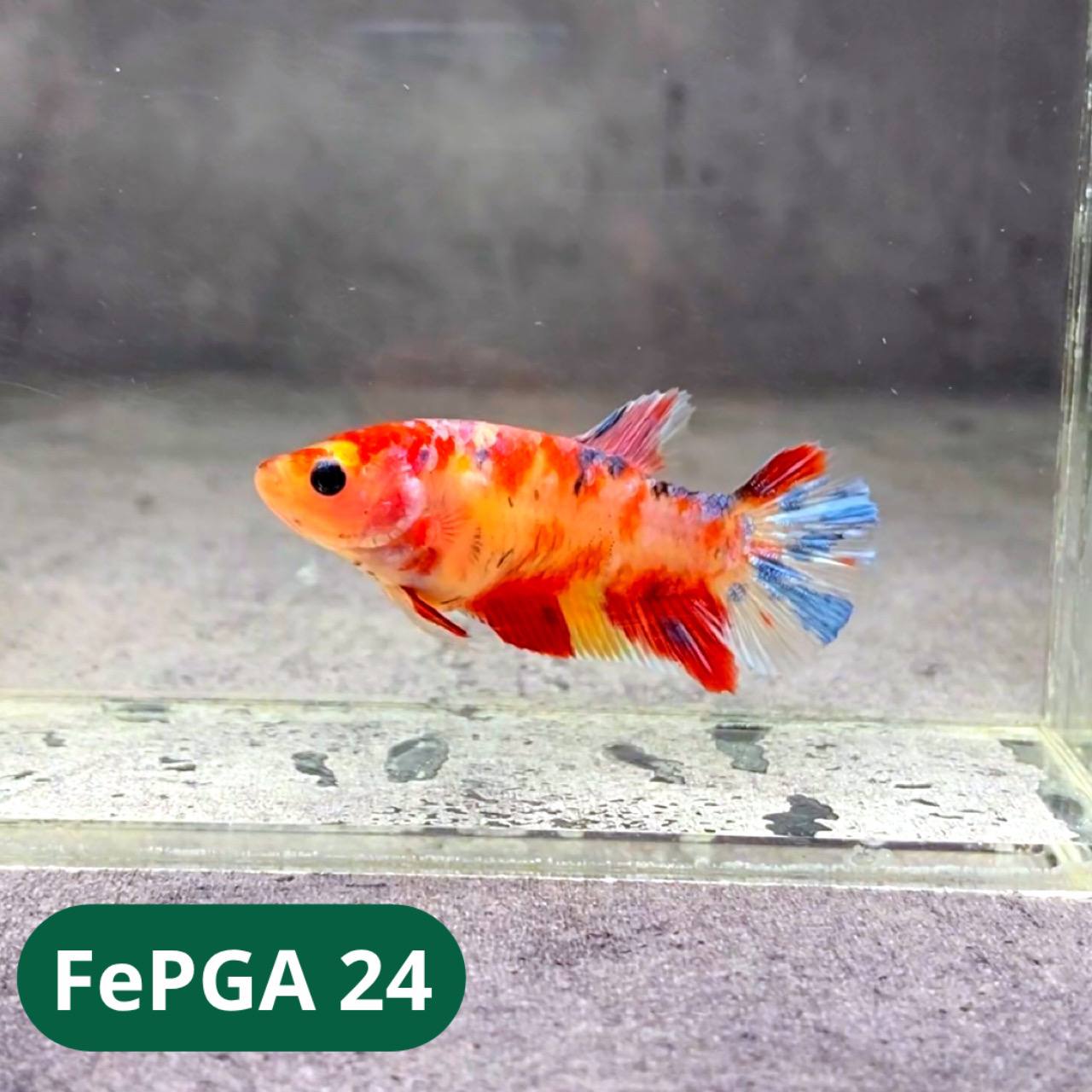 Queen Giant Female Betta Fish | You Pick Fish | High Grade