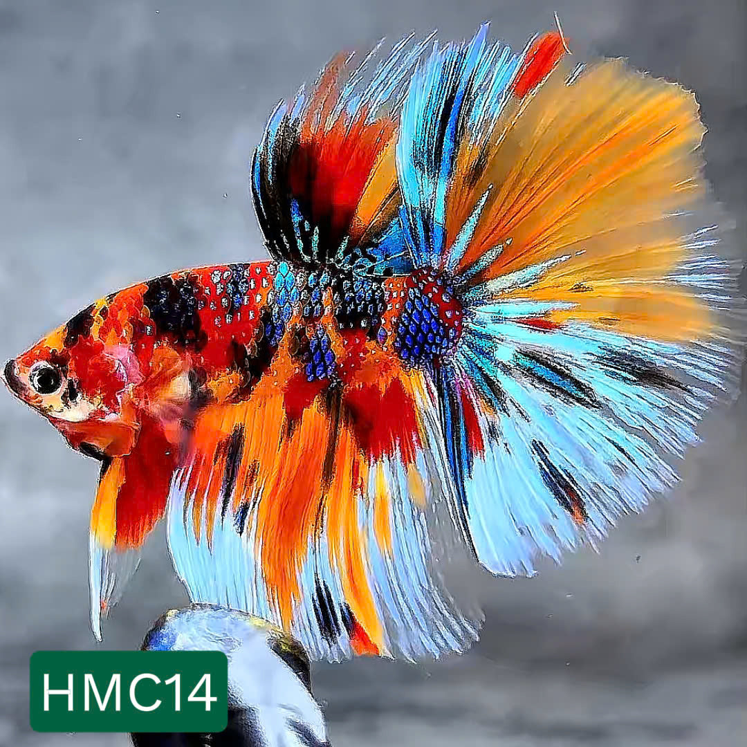 Multicolor Halfmoon Male Betta Fish | High Grade | Order Directly From Farm | You Pick Fish |