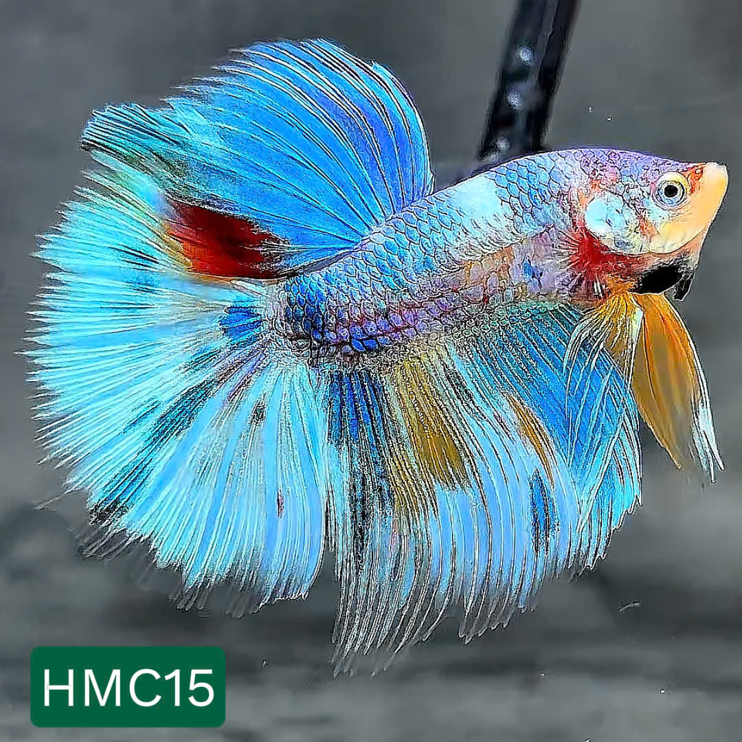 Multicolor Halfmoon Male Betta Fish | High Grade | Order Directly From Farm | You Pick Fish |