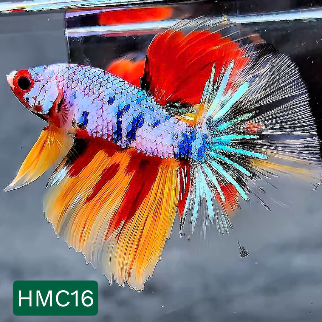 Multicolor Halfmoon Male Betta Fish | High Grade | Order Directly From Farm | You Pick Fish |