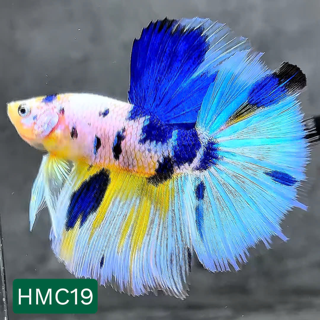 Multicolor Halfmoon Male Betta Fish | High Grade | Order Directly From Farm | You Pick Fish |