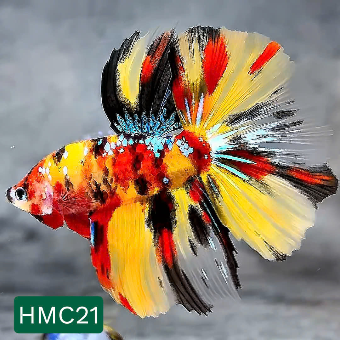Multicolor Halfmoon Male Betta Fish | High Grade | Order Directly From Farm | You Pick Fish |