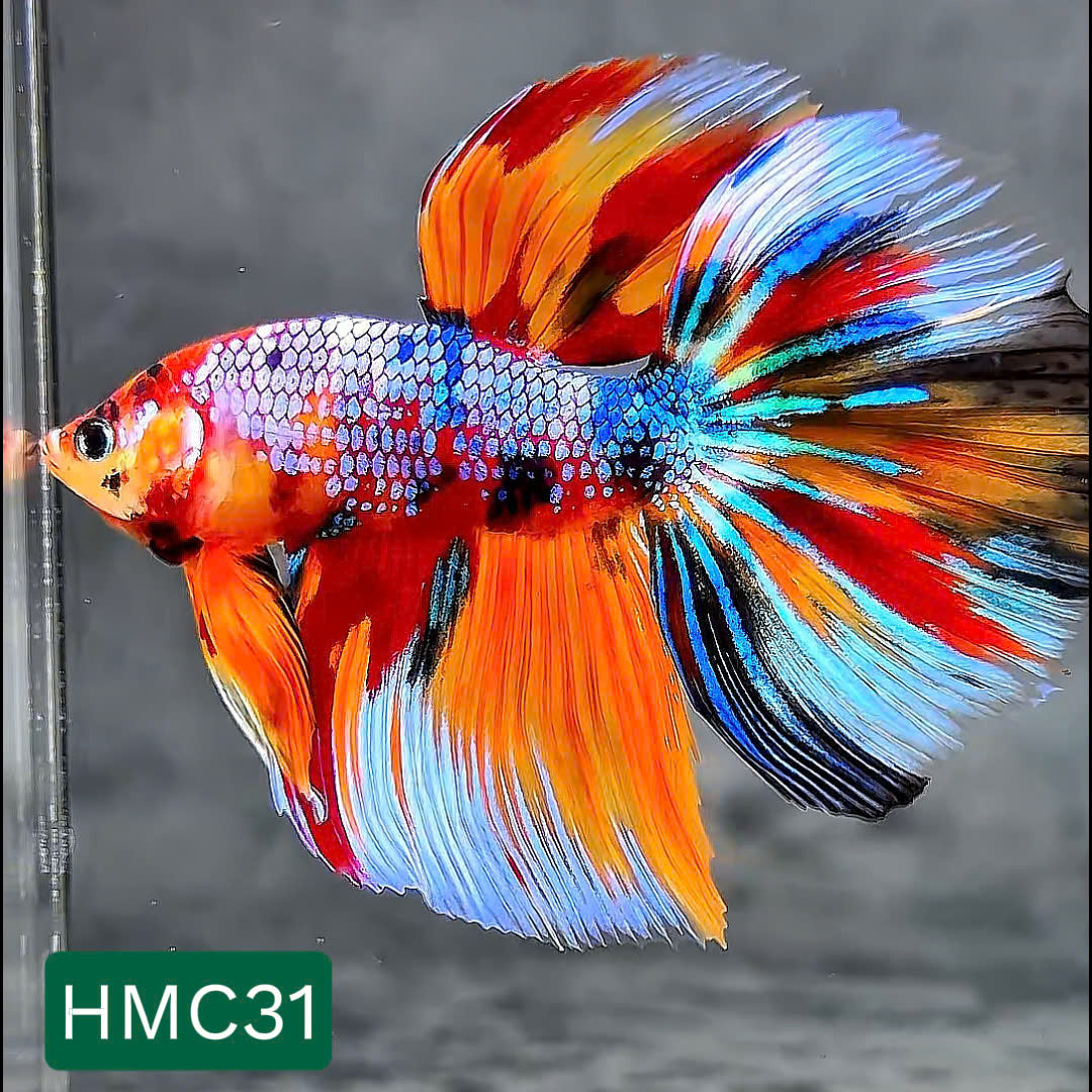 Multicolor Halfmoon Male Betta Fish | High Grade | Order Directly From Farm | You Pick Fish |