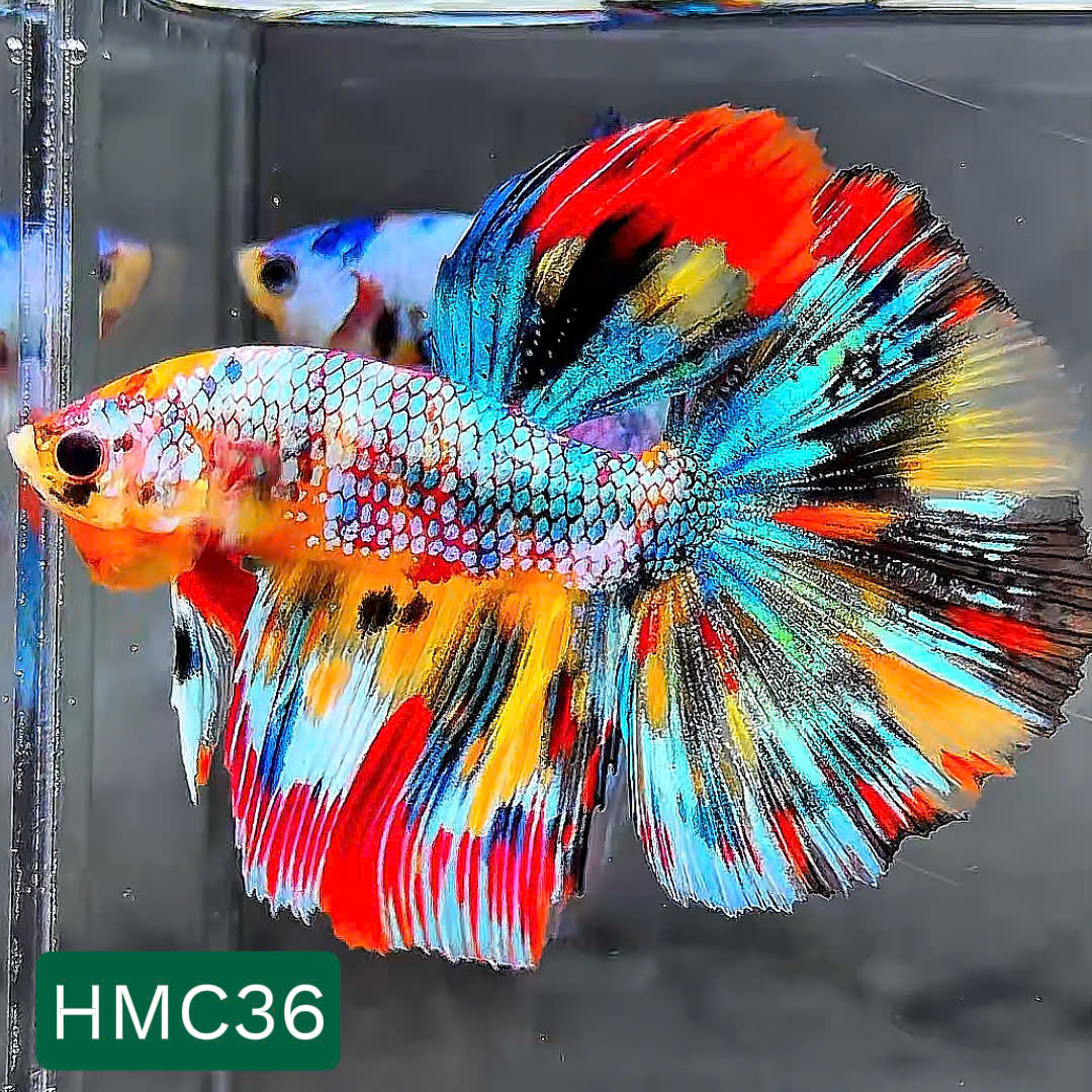 Multicolor Halfmoon Male Betta Fish | High Grade | Order Directly From Farm | You Pick Fish |