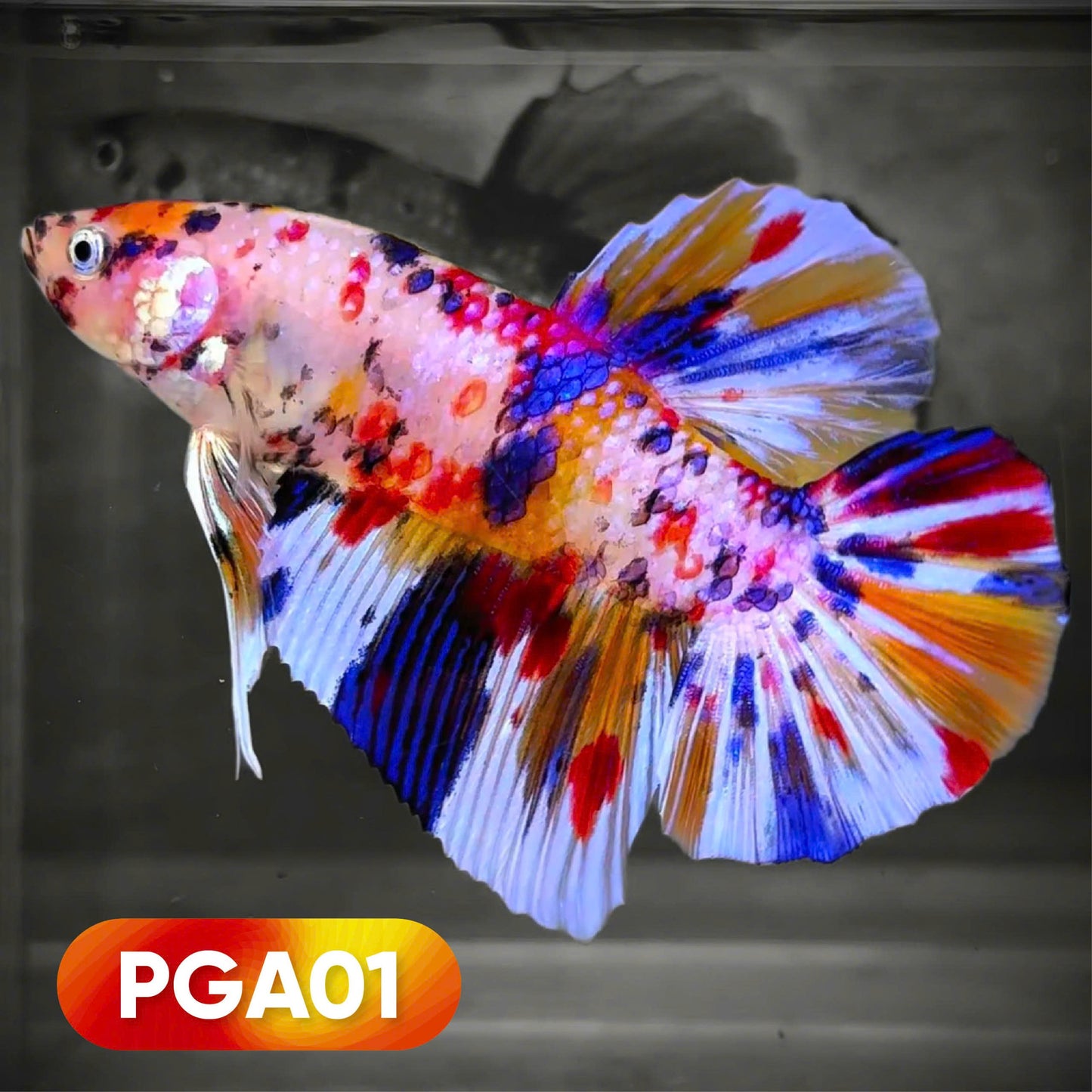 Multicolor Giant Betta Fish