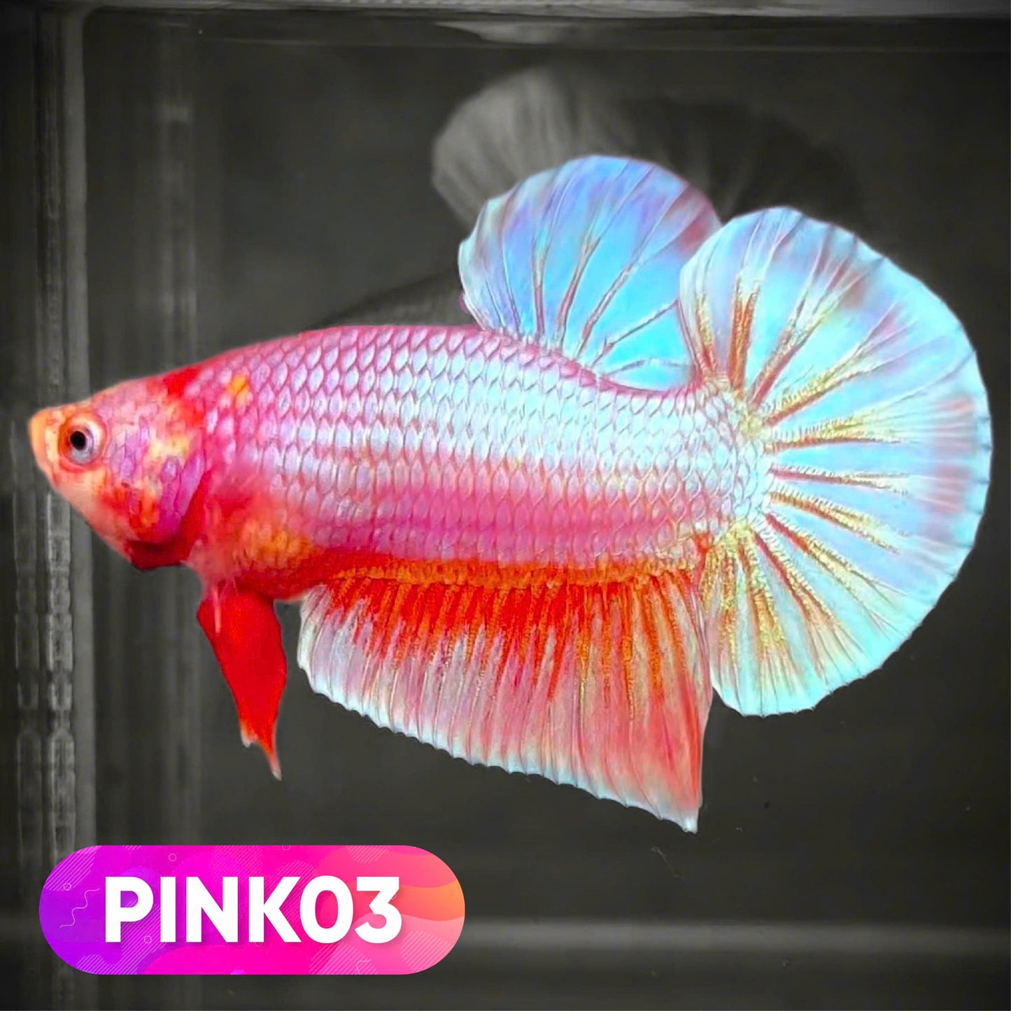 Pink Plakat Male Betta Fish