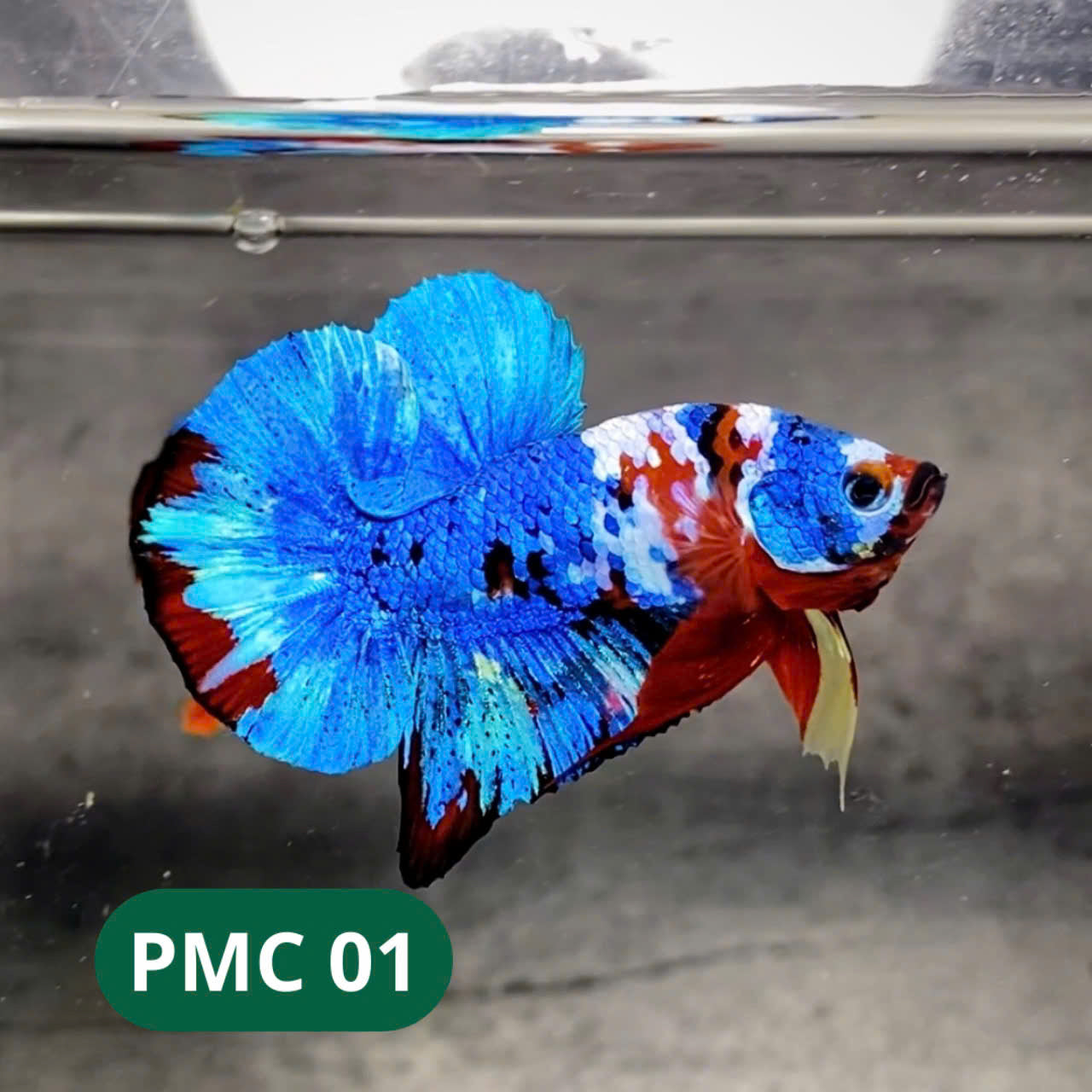 Multicolor Plakat Male Betta Fish |Show Grade| You Pick Fish