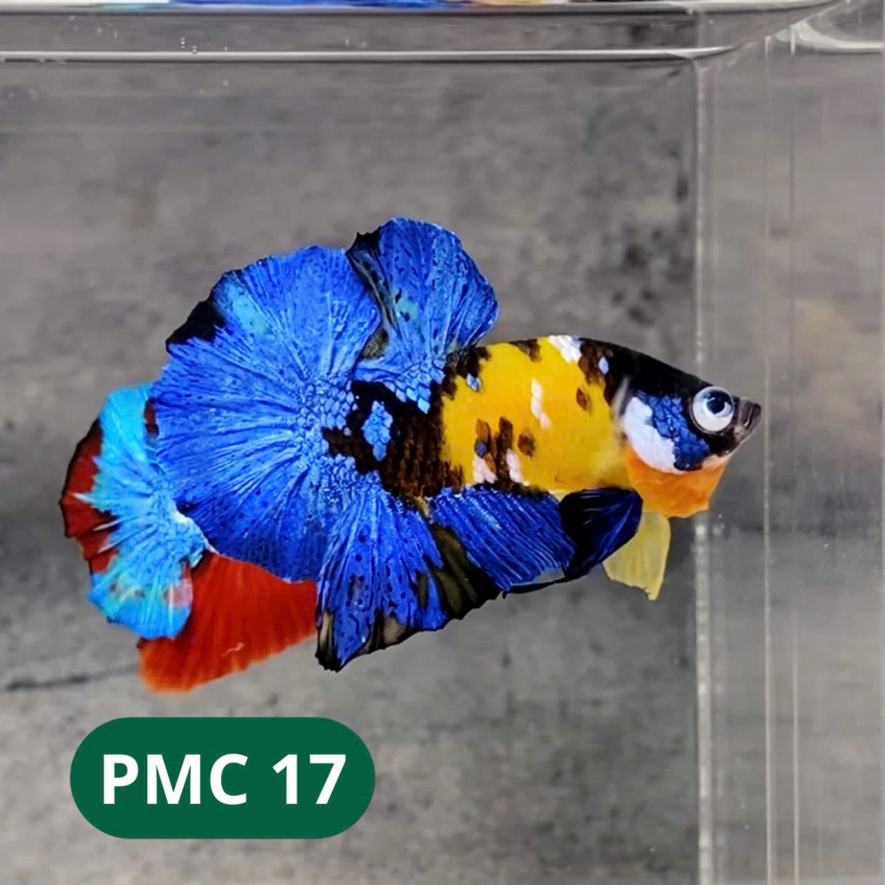 Multicolor Plakat Male Betta Fish |Show Grade| You Pick Fish