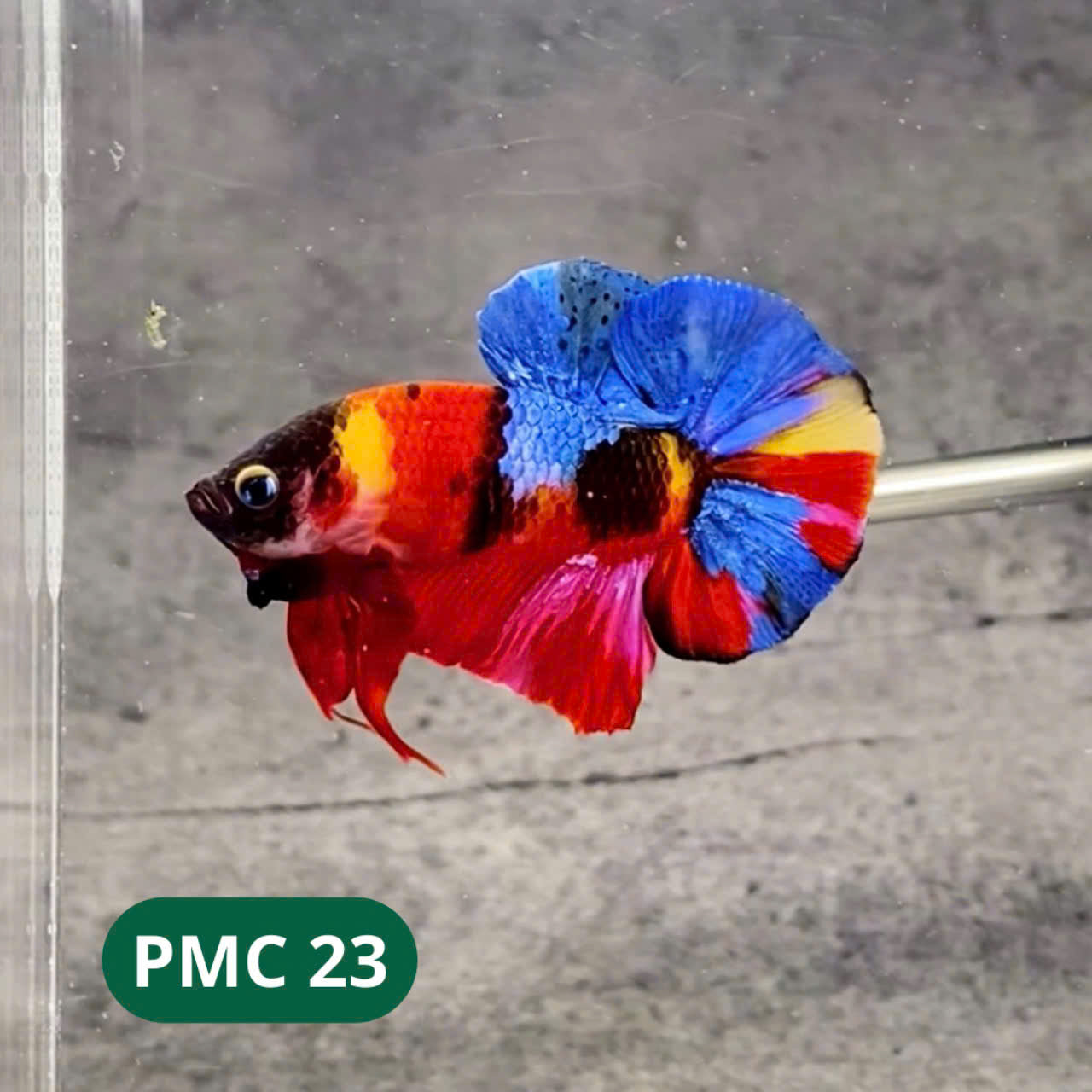 Multicolor Plakat Male Betta Fish |Show Grade| You Pick Fish