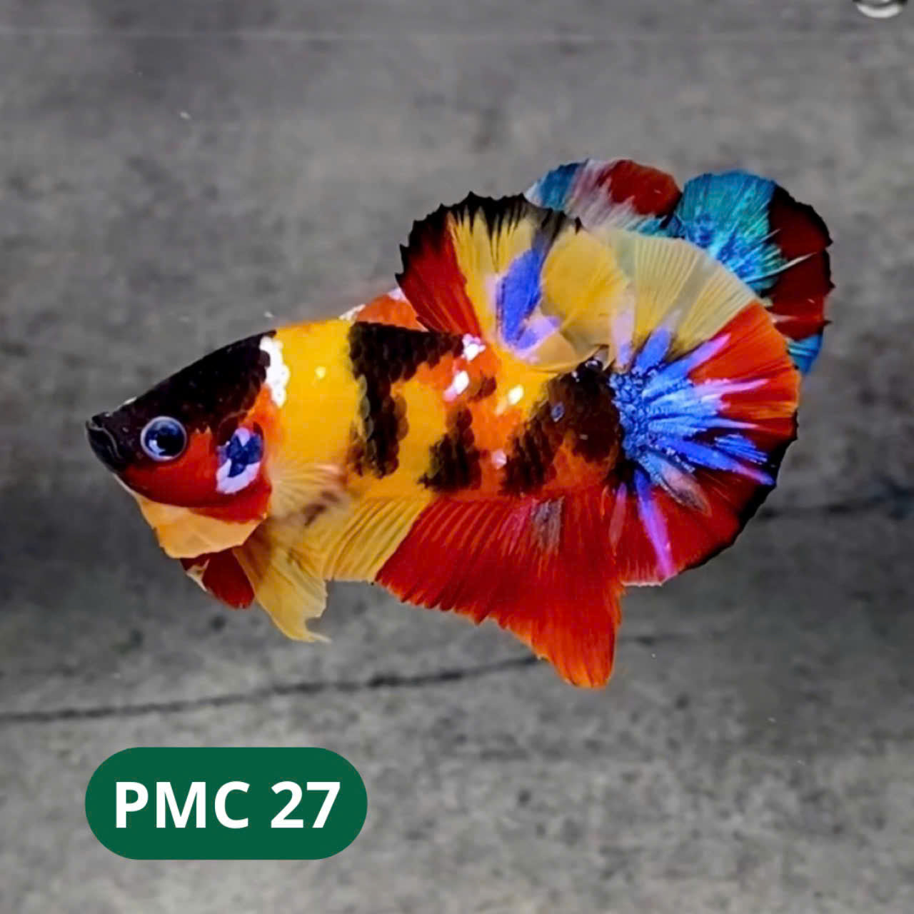 Multicolor Plakat Male Betta Fish |Show Grade| You Pick Fish