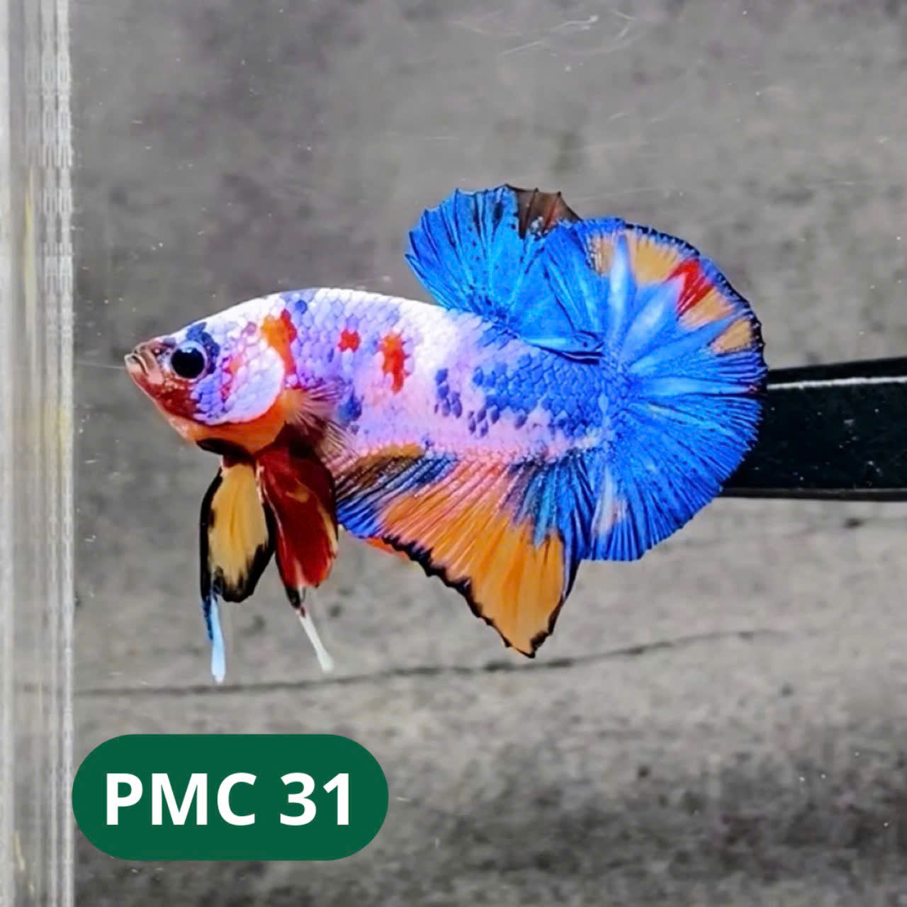 Multicolor Plakat Male Betta Fish |Show Grade| You Pick Fish