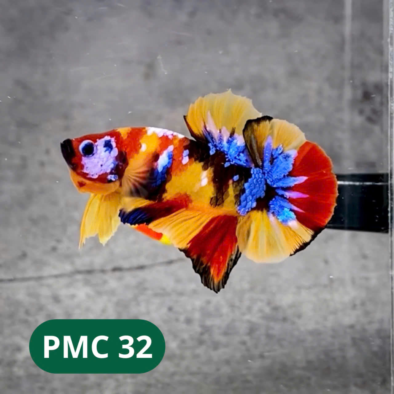 Multicolor Plakat Male Betta Fish |Show Grade| You Pick Fish