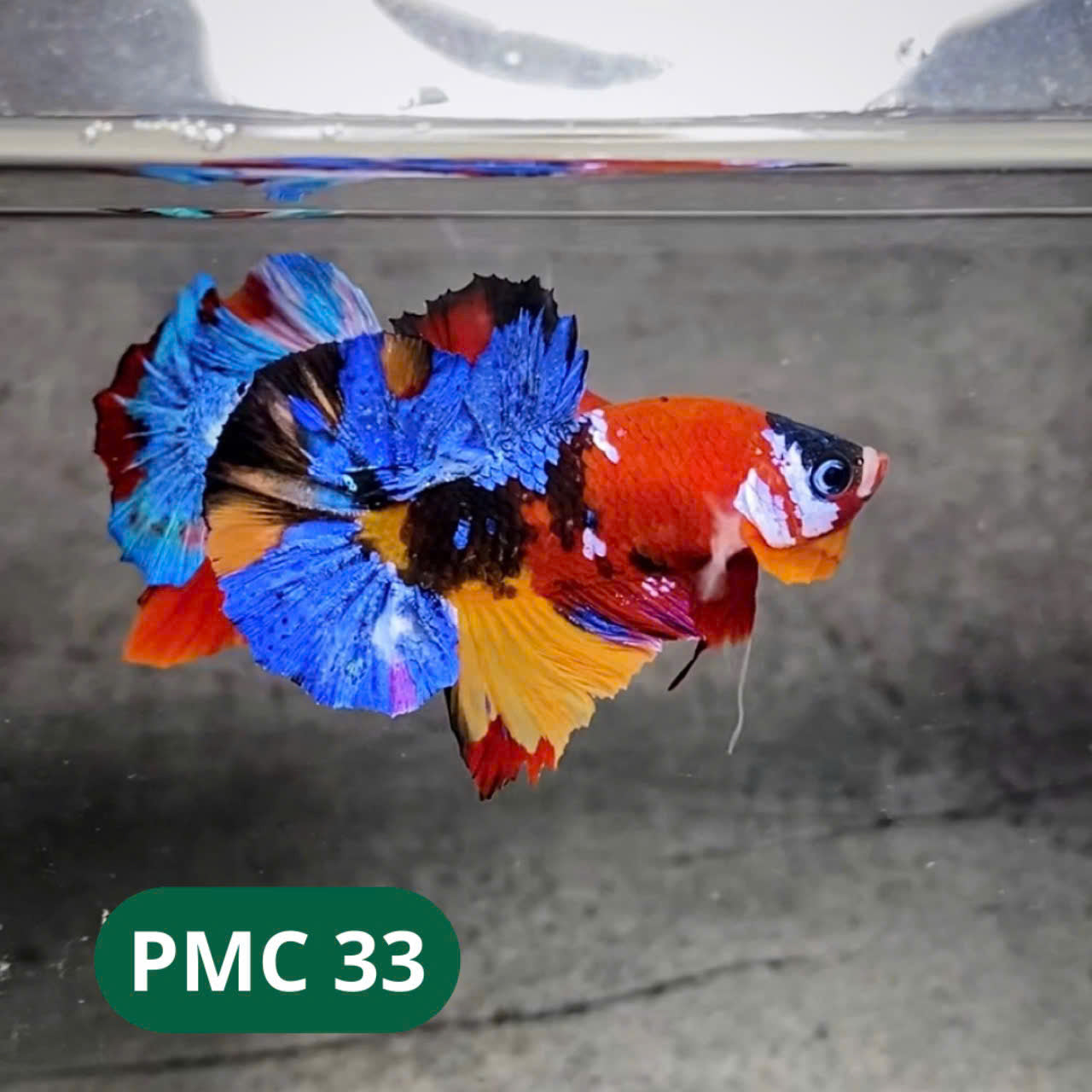 Multicolor Plakat Male Betta Fish |Show Grade| You Pick Fish