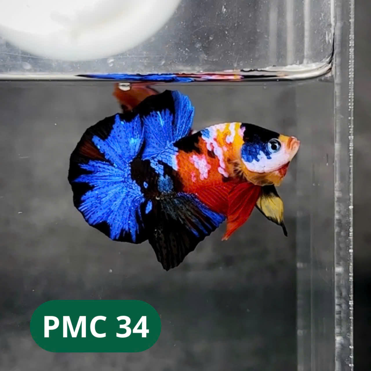 Multicolor Plakat Male Betta Fish |Show Grade| You Pick Fish
