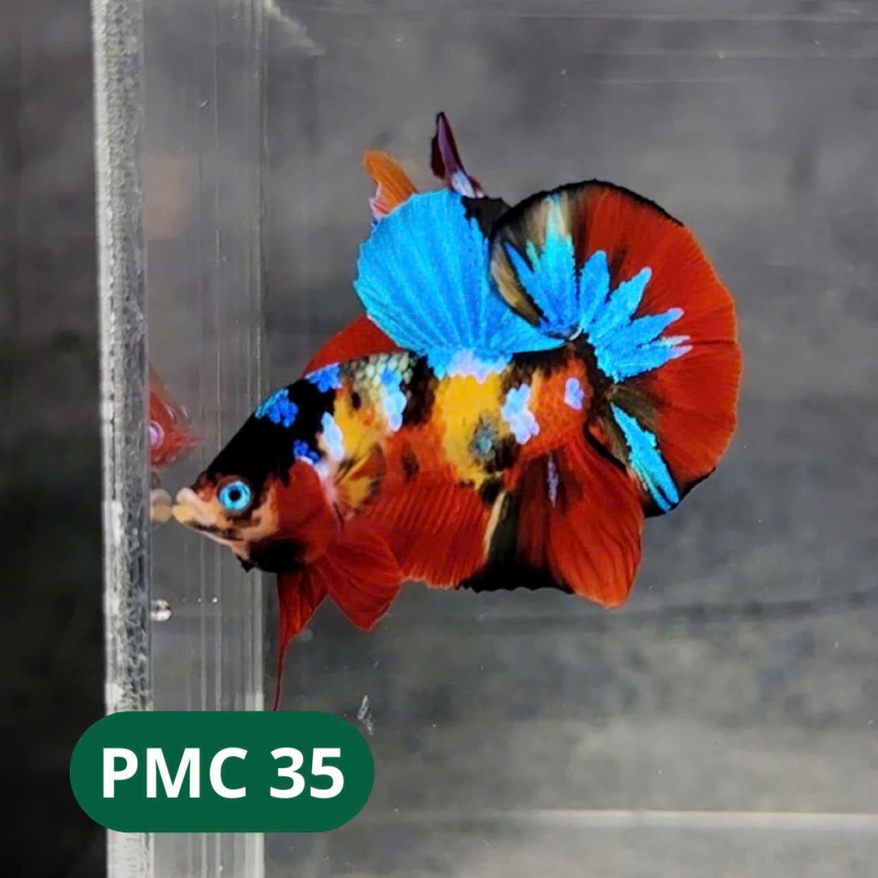 Multicolor Plakat Male Betta Fish |Show Grade| You Pick Fish