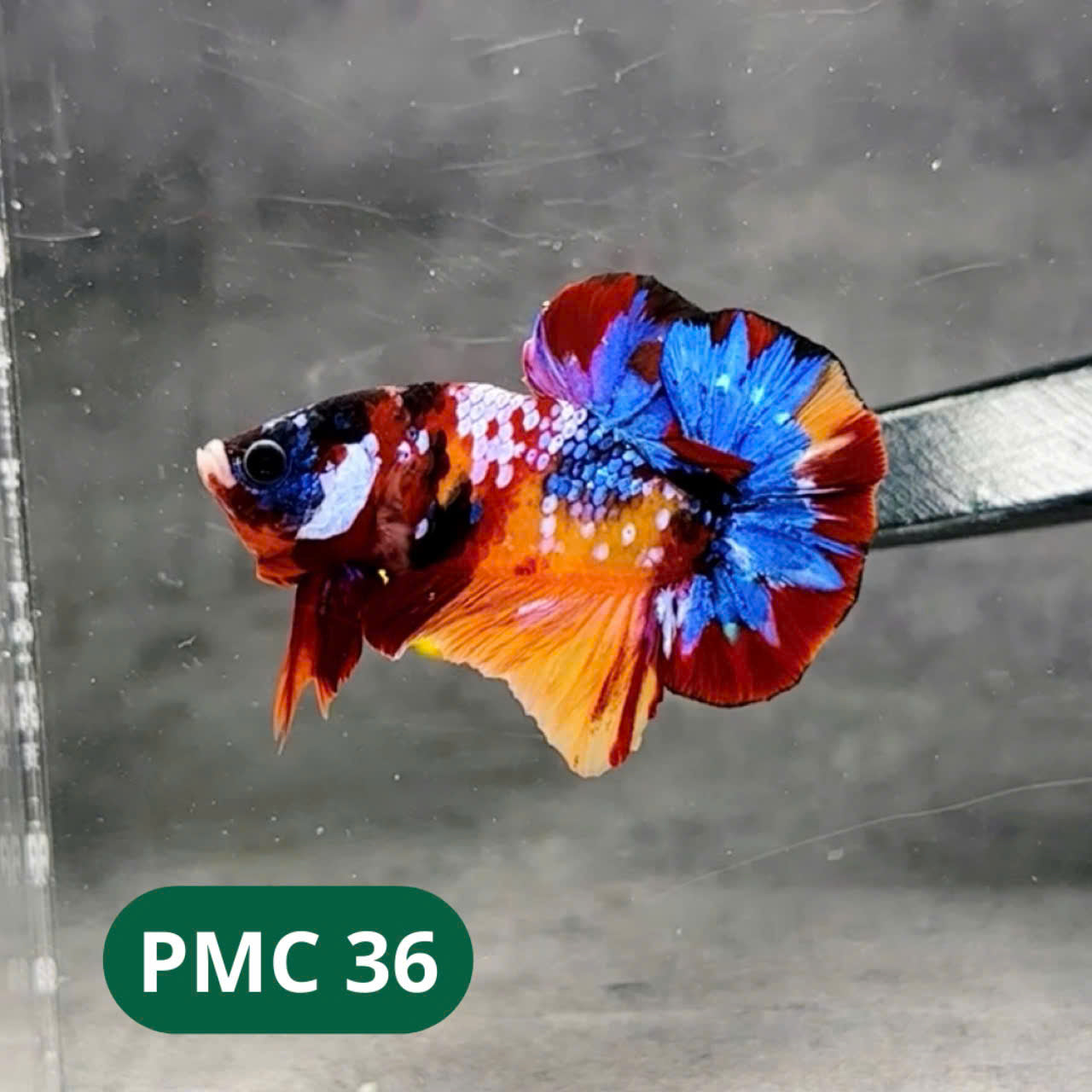 Multicolor Plakat Male Betta Fish |Show Grade| You Pick Fish