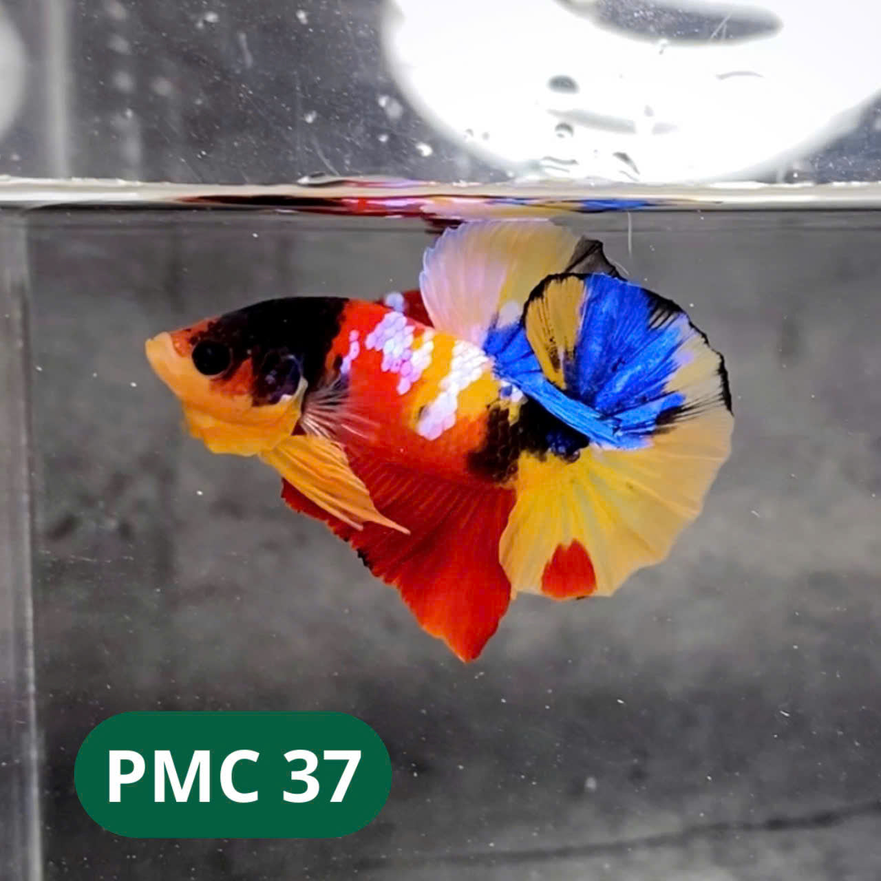 Multicolor Plakat Male Betta Fish |Show Grade| You Pick Fish