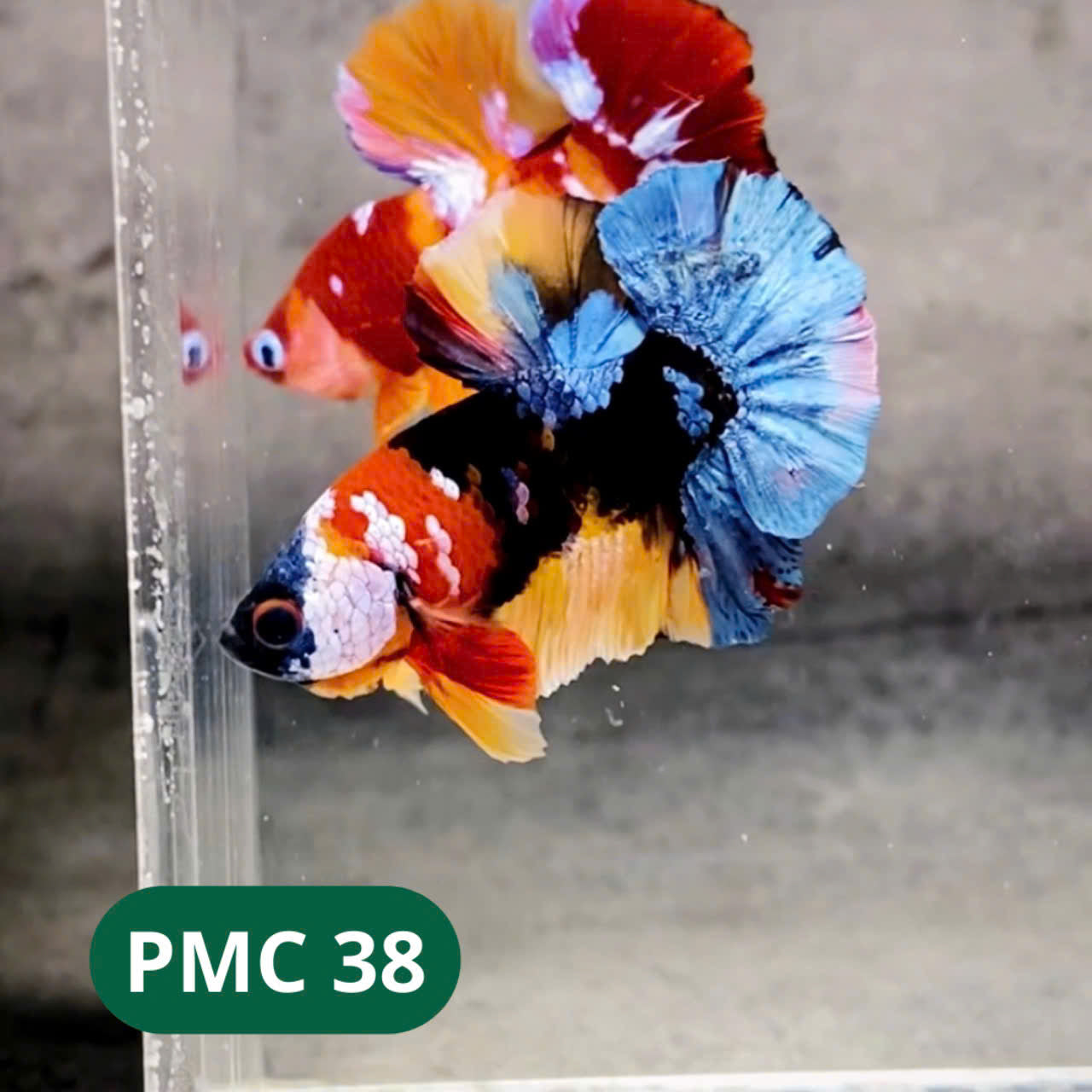 Multicolor Plakat Male Betta Fish |Show Grade| You Pick Fish
