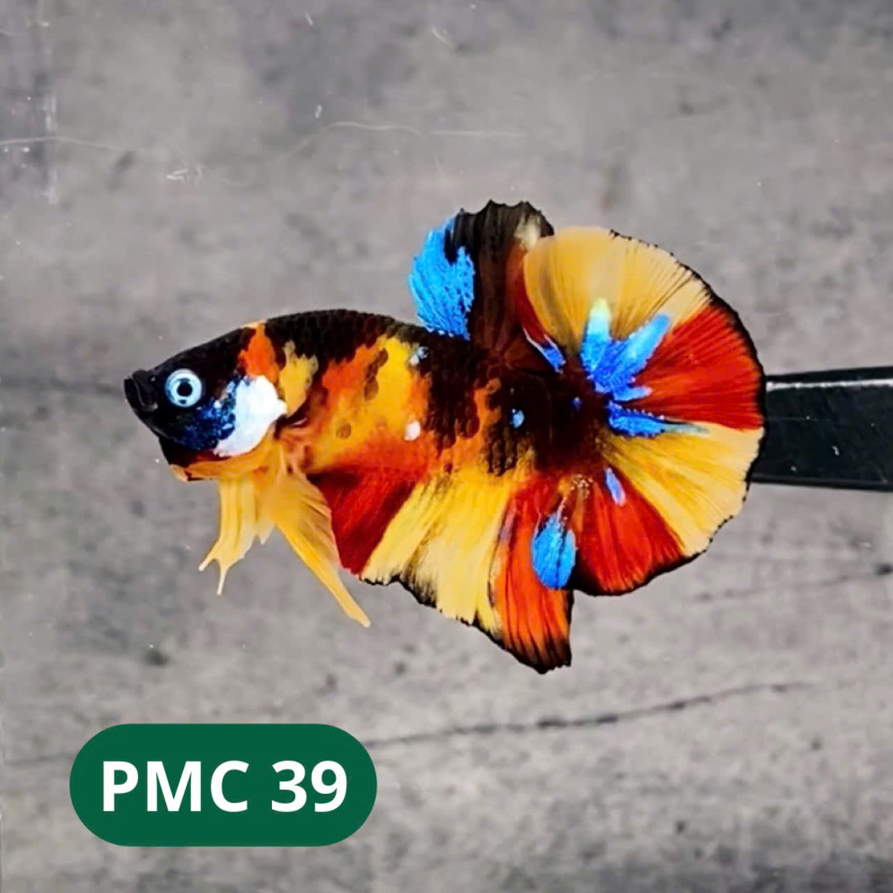 Multicolor Plakat Male Betta Fish |Show Grade| You Pick Fish