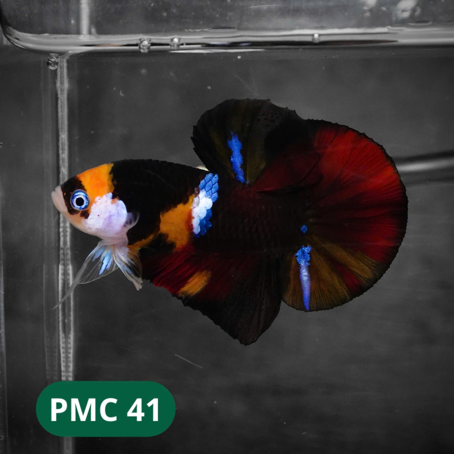 Multicolor Plakat Male Betta Fish |Show Grade| You Pick Fish