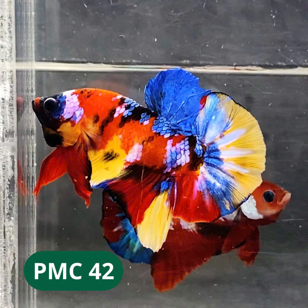 Multicolor Plakat Male Betta Fish |Show Grade| You Pick Fish