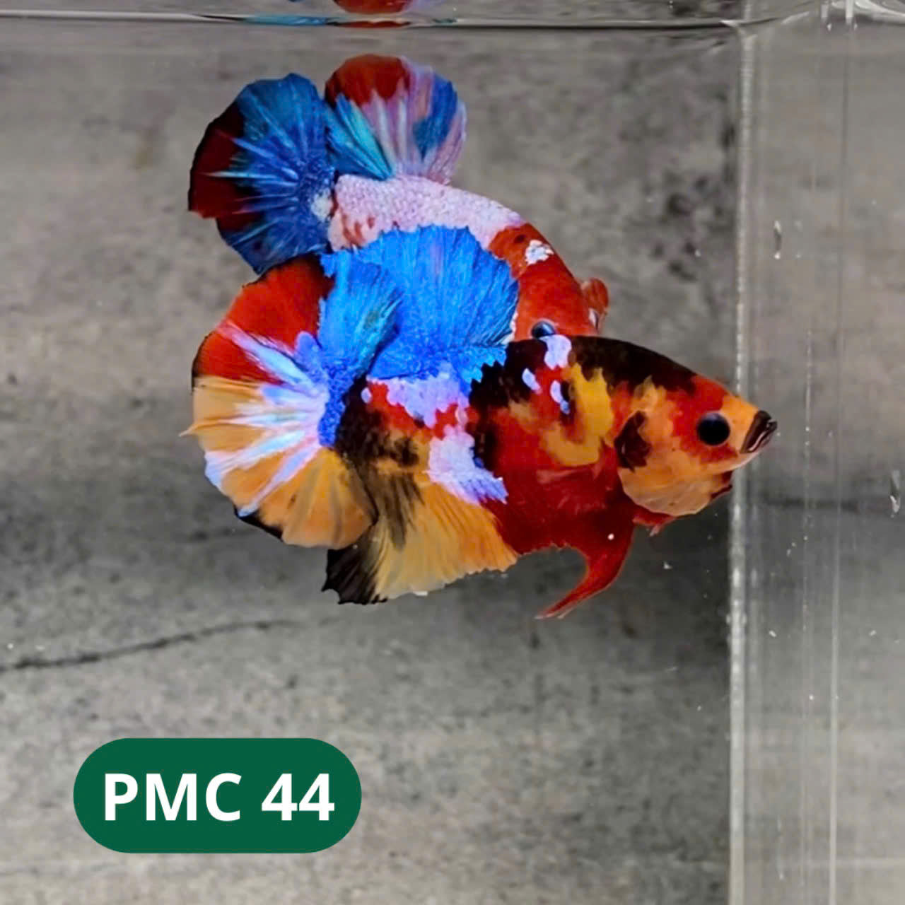Multicolor Plakat Male Betta Fish |Show Grade| You Pick Fish
