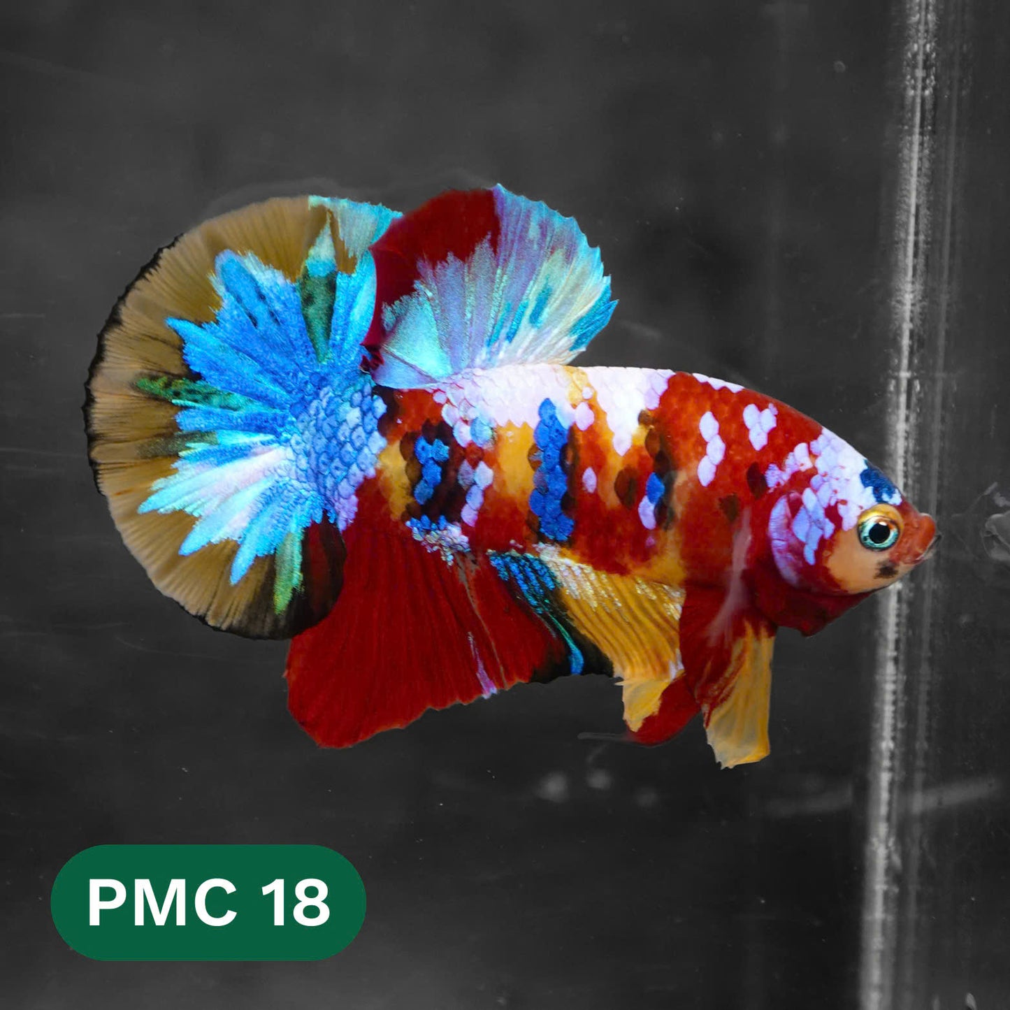 Multicolor Plakat Male Betta Fish |Show Grade| You Pick Fish