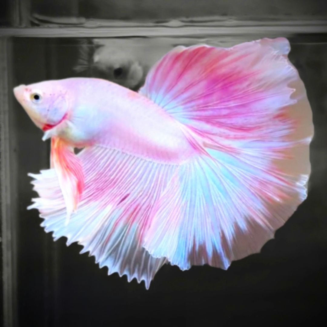 Live Pink Betta Fish for Sale | Fancy Halfmoon Male Betta with Pastel Shades