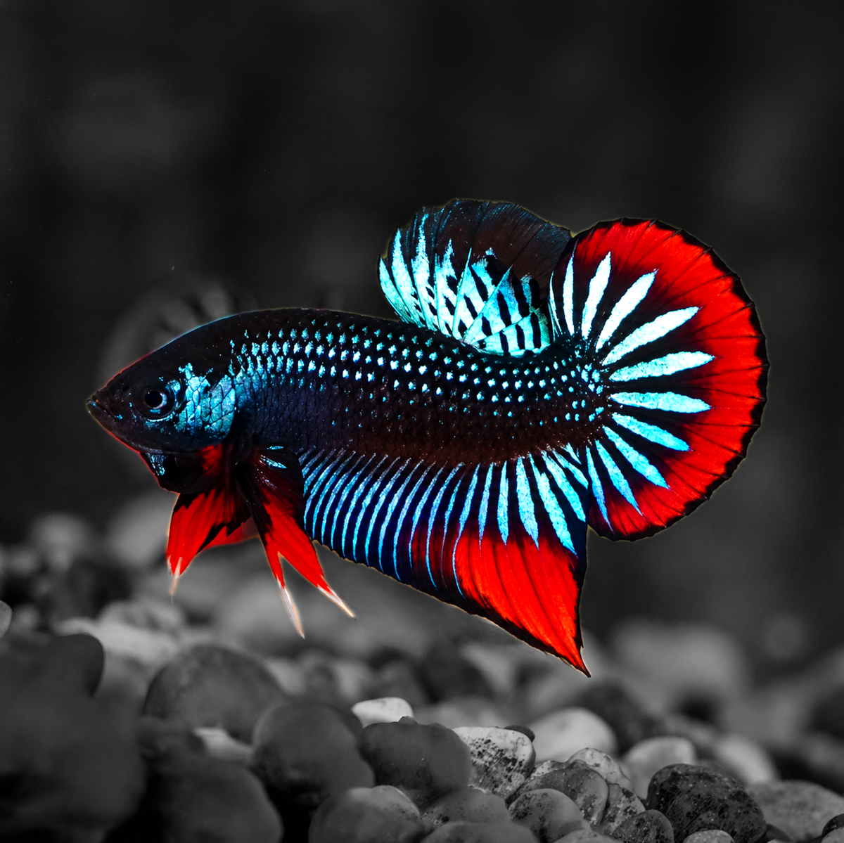 Wild Gray Imbellis Red Tail Male Betta Fish