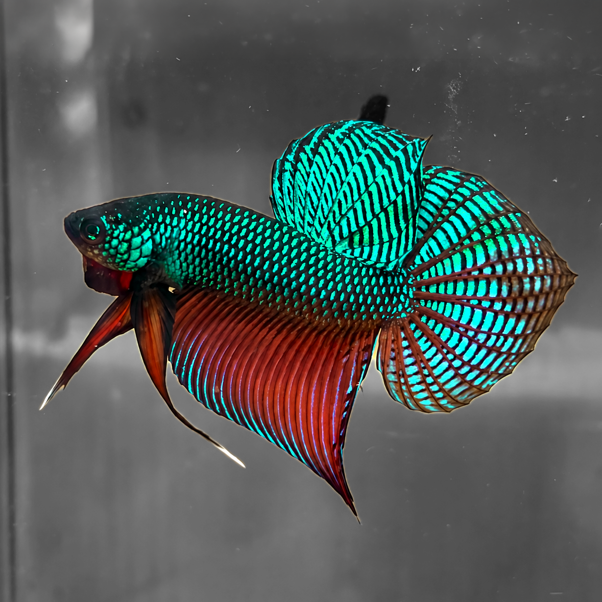 Wild Guitar Green Smaragdina Male Betta Fish