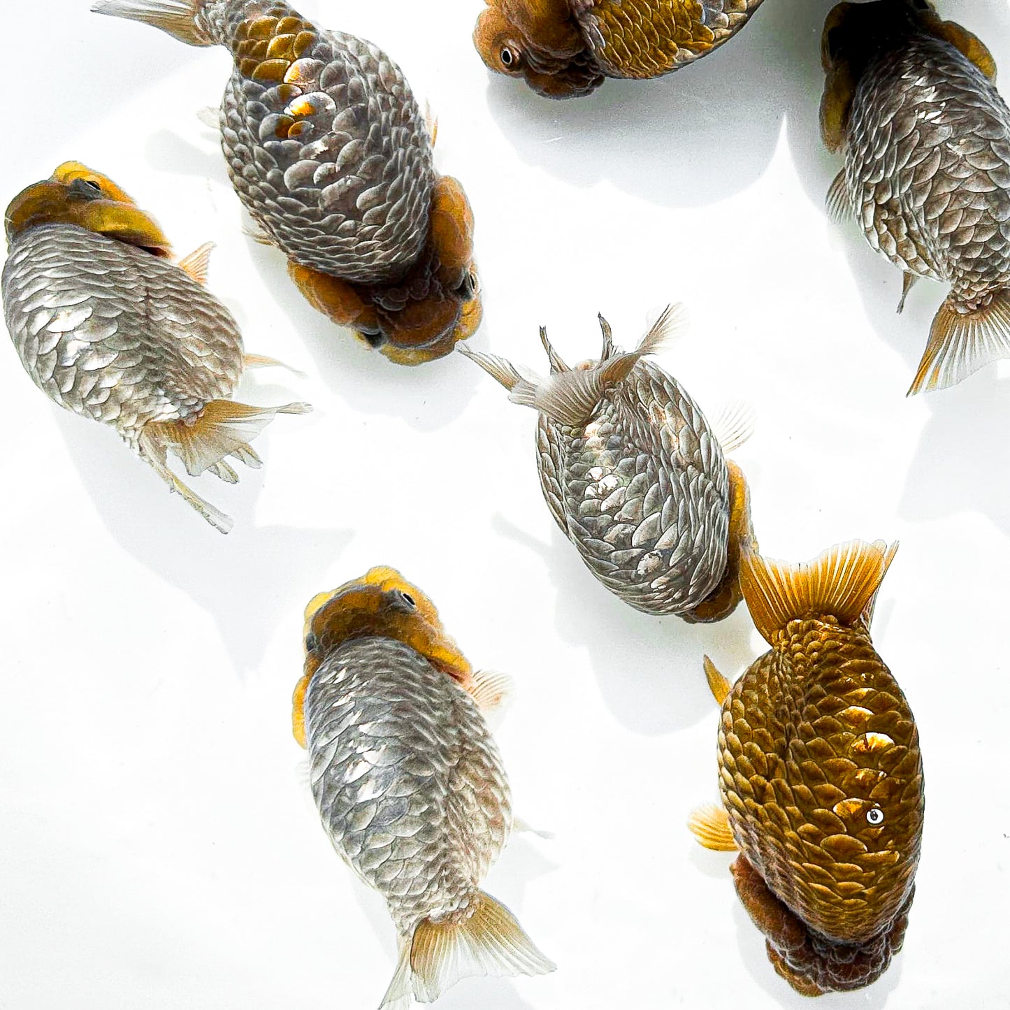 Chocolate Scale Ranchu Goldfish | Ultra Rare