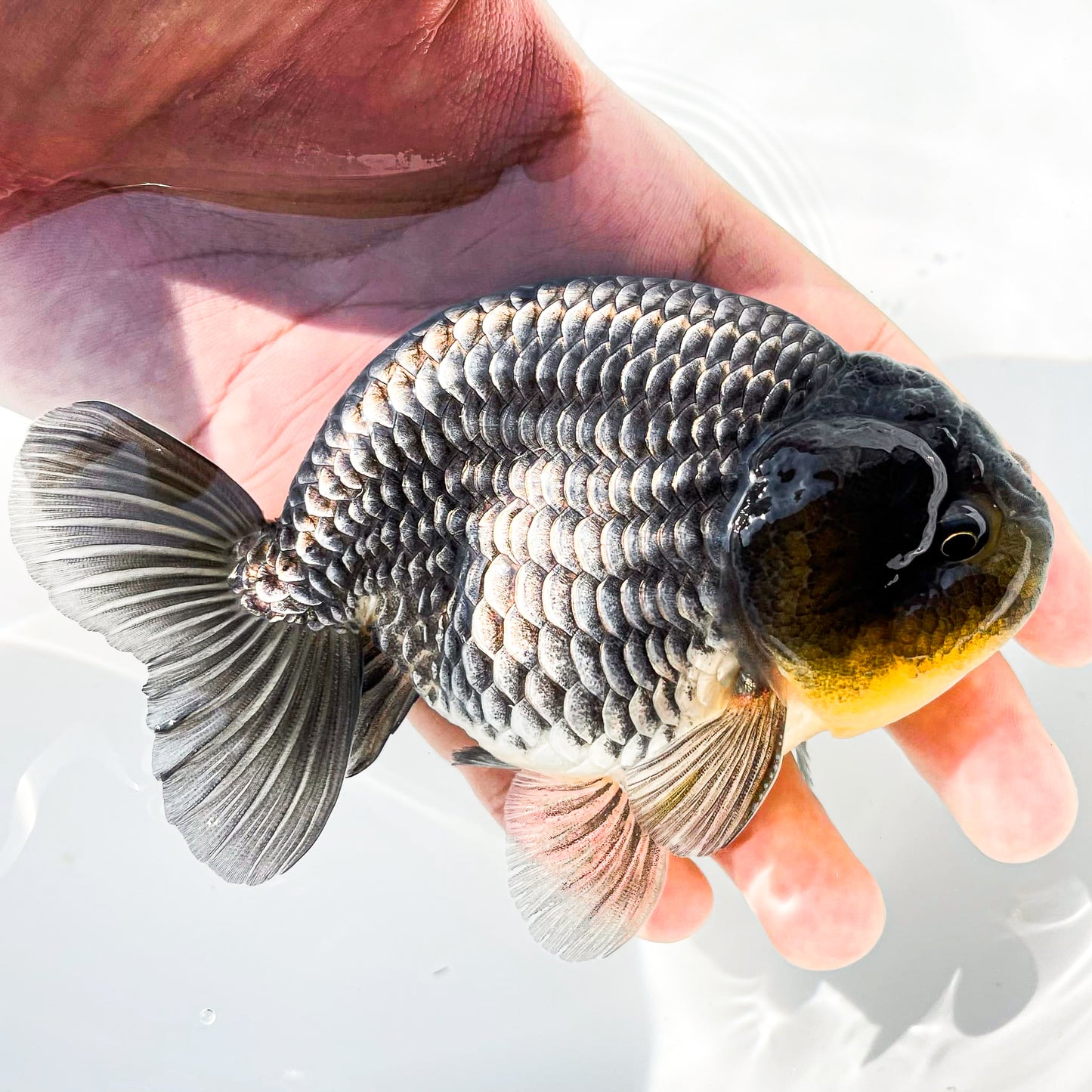 Dragon Scale Ranchu Goldfish | Exotic Premium Fancy Goldfish