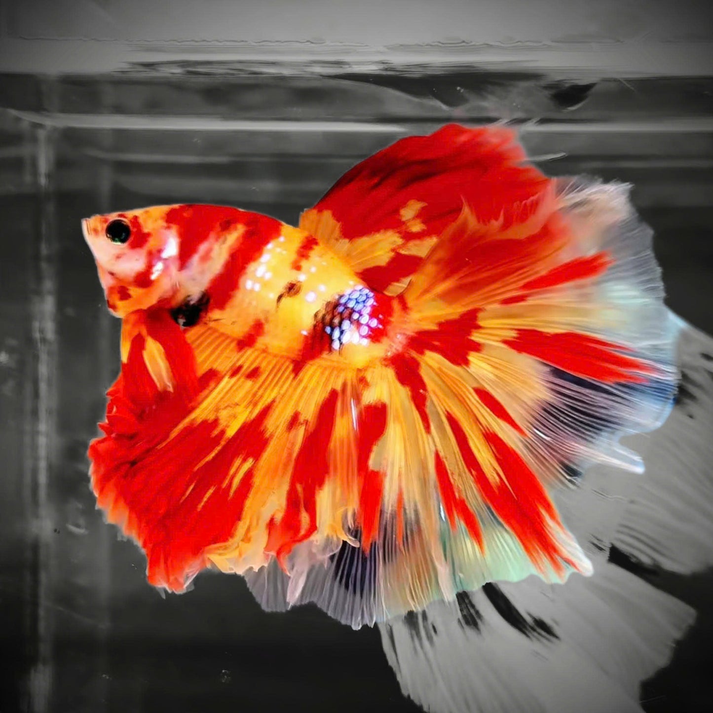 Koi Nemo Fire Halfmoon Male Betta Fish