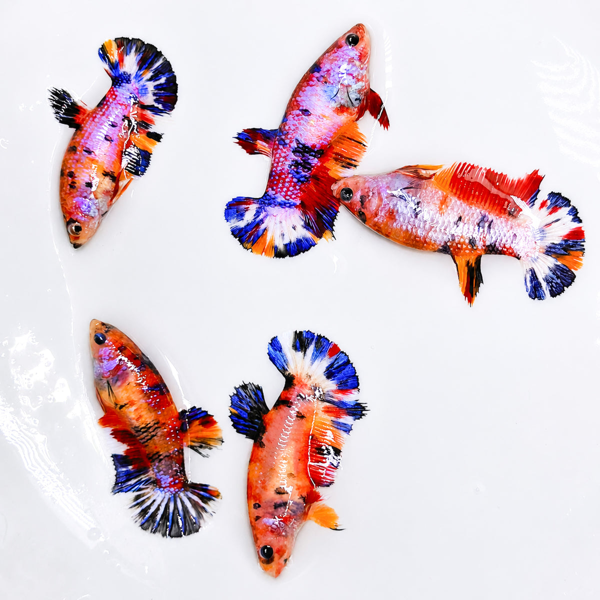 Multicolor Metallic Plakat Female Betta | Shimmering Multicolor Beauty