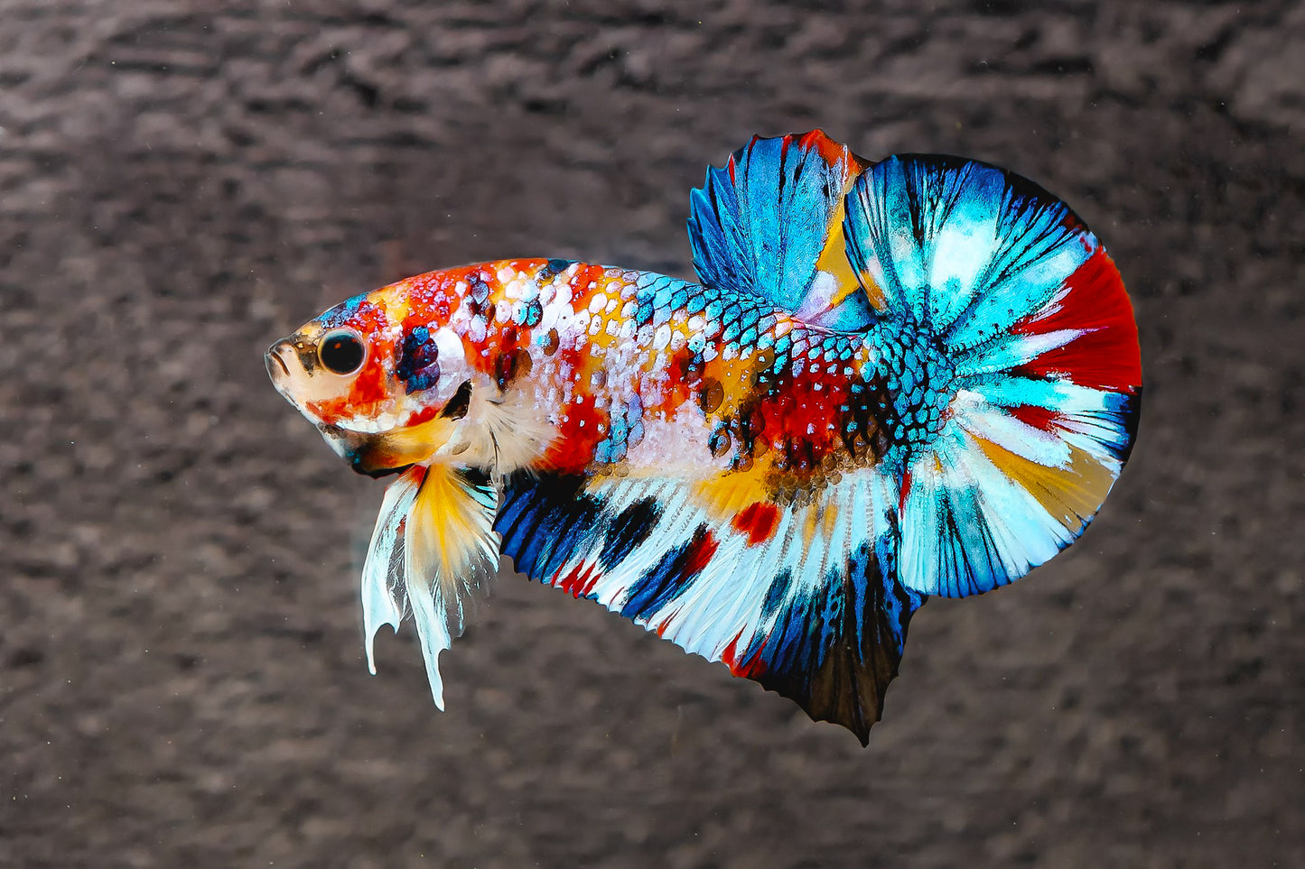 Multicolor Metallic Plakat Male Betta Fish | High Grade | Mystery Betta