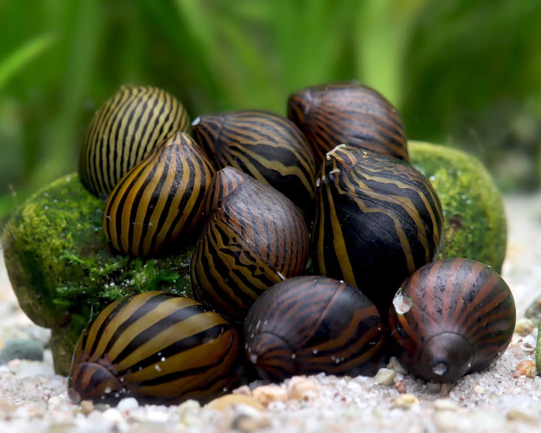 Nerite Snail Bundle